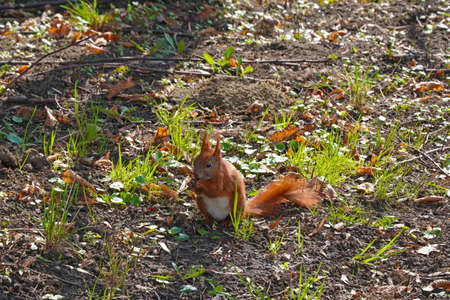 A young squirrel eats a nut on the groundの写真素材