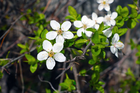 Young flowering branches in the spring in the parkの写真素材
