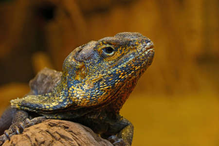 Close-up on a chameleon in the parkの写真素材