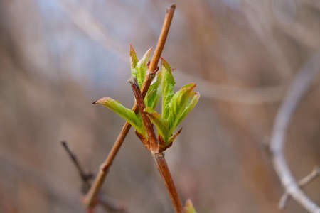 Young green leaves bloom on a tree branch in springの写真素材