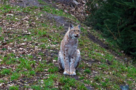 A lynx is sitting on the ground in the forest. Beautiful wild catの写真素材