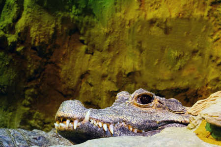 Close-up on the head of a crocodile with large teethの写真素材