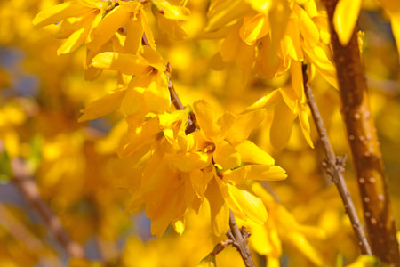 Bright yellow blooming forsythia in spring in the gardenの写真素材