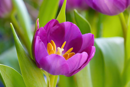Beautiful blooming tulips in spring on a sunny day in the parkの写真素材