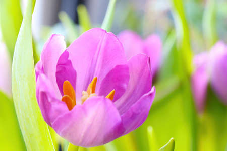 Close-up on the bud of a blooming tulipの写真素材