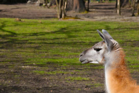 Close-up on a llama in the parkの写真素材