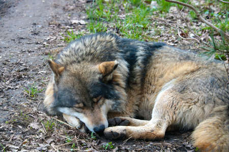 Close-up on a wolf that sleeps in the forest under a treeの写真素材