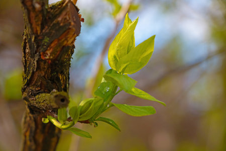 Young green branch of a tree in the park on a sunny spring dayの写真素材