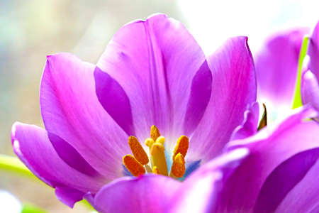 Beautiful blooming tulips. Fragrant smell. Congratulations to loved ones on the holidaysの写真素材