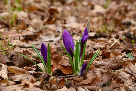Blooming crocuses high in the mountains in early springの写真素材