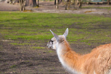 Beautiful llama in the animal park on a sunny dayの写真素材