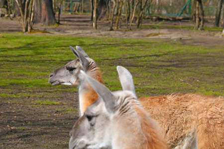 Beautiful two adult llamas in the park in springの写真素材