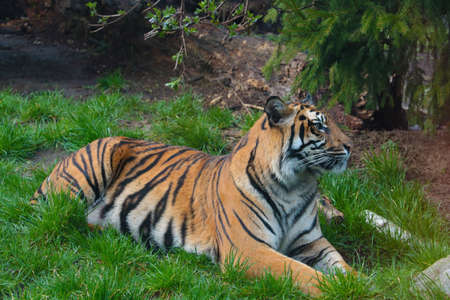 A beautiful adult tiger lies on the ground in the parkの写真素材