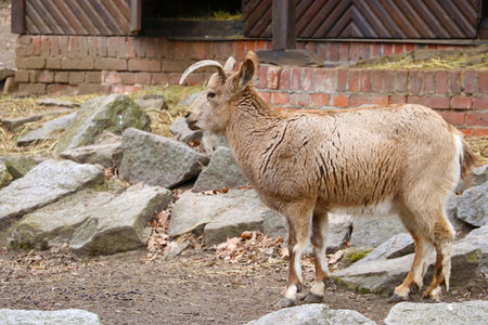 A close-up of an adult mountain goatの写真素材
