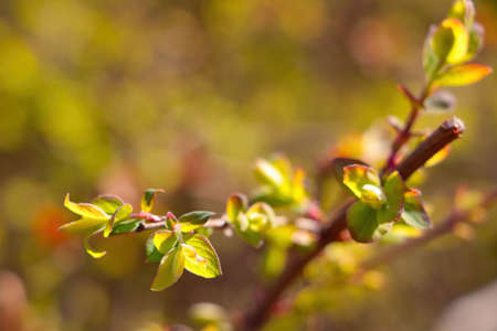 Beautiful young green bush branch on a sunny spring or summer dayの写真素材