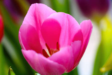 Blooming pink tulip in the garden on a sunny dayの写真素材