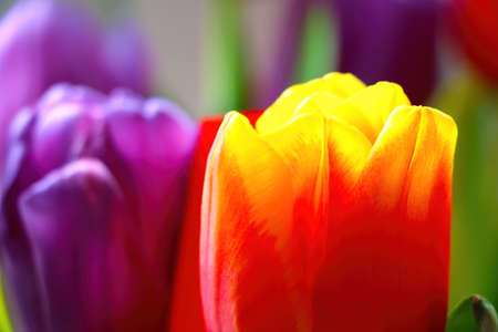 Beautiful fragrant blooming tulips in the parkの写真素材