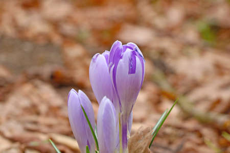 Close-up on a blooming crocus in the parkの写真素材