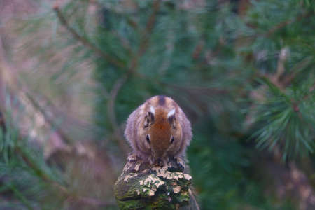 A beautiful squirrel sits on a tree branch and eats a nutの写真素材