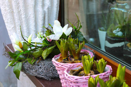 Beautiful flowers bloom on the window sillの写真素材