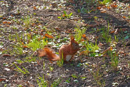 The squirrel sits in the grass and eats a nutの写真素材