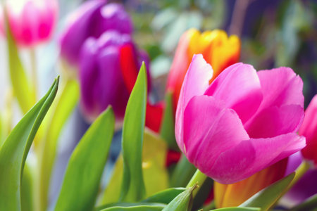 Beautiful blooming fragrant multi-colored tulips. A bouquet of flowers in a vaseの写真素材