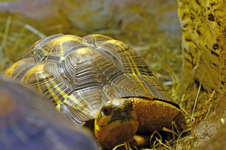 Close-up on a small turtle in the parkの写真素材