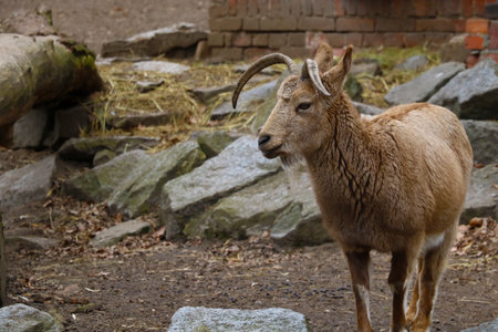 View of an adult ibex. Big strong hornsの写真素材