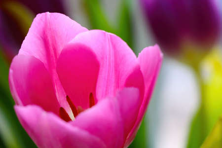 Beautiful fragrant blooming tulips in the gardenの写真素材