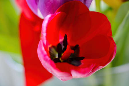 Blooming tulips in the park in spring on a sunny day. Fragrant scent from flowersの写真素材