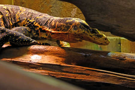 Close-up on a small chameleon in the parkの写真素材