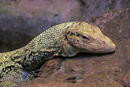 Small lizard close-up in the animal parkの写真素材