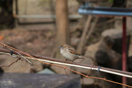 A sparrow sits on an iron barの写真素材