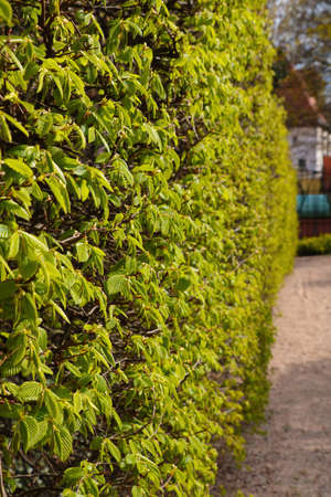 Beautiful green bushes with young leaves on a city street or in a park