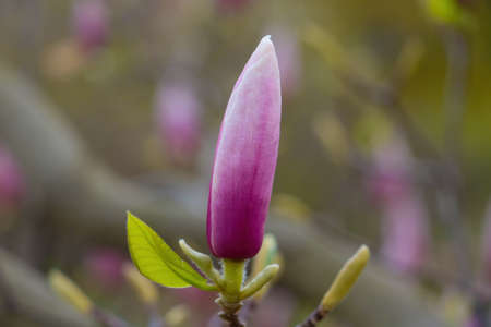 Close-up on a magnolia flower on a branch in the parkの写真素材