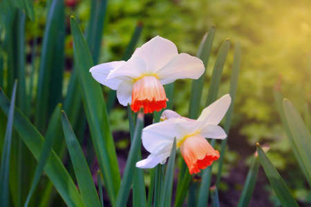 View of blooming daffodils in the park on a sunny dayの写真素材