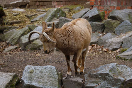 Beautiful mountain goat on a stone in the animal parkの写真素材