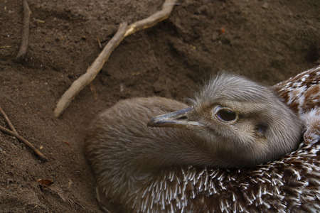 Close-up of an ostrich sitting in the sand and incubating eggsの写真素材