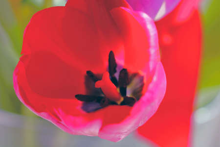 Top view of a blooming tulip in bloomの写真素材