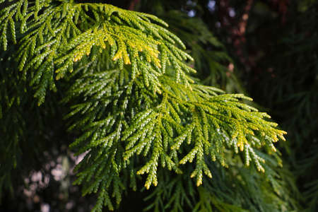 View of a green branch of a juniper in the parkの写真素材