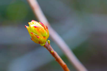 Close-up view of a blossoming bush branch in the parkの写真素材