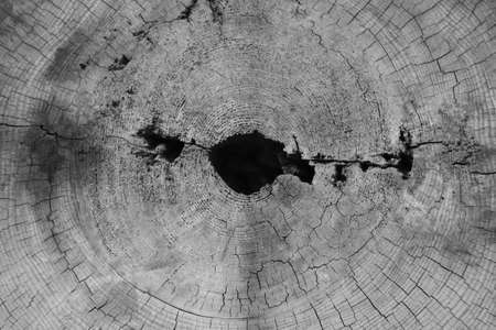 Top view of a cut of a tree, background, wood textureの写真素材