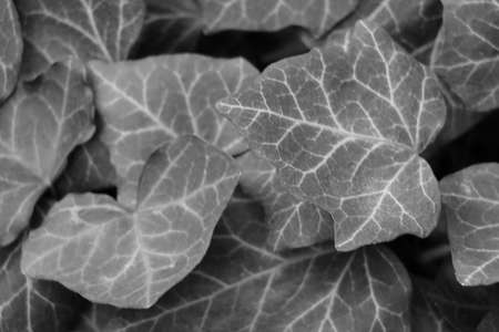 Out of focus, blurred background. Black and white photo of greenery in the gardenの写真素材