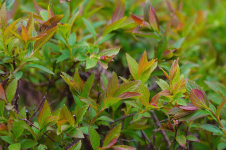 Young green branches of bushes in the parkの写真素材