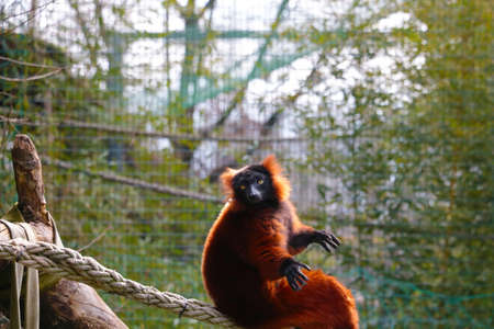 Close-up on a lemur in an animal parkの写真素材