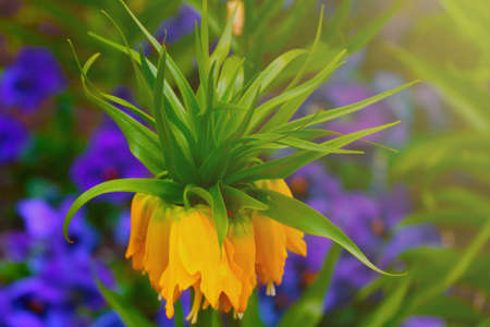 Nice view of the yellow imperial hazel grouse blooming in the park or gardenの写真素材