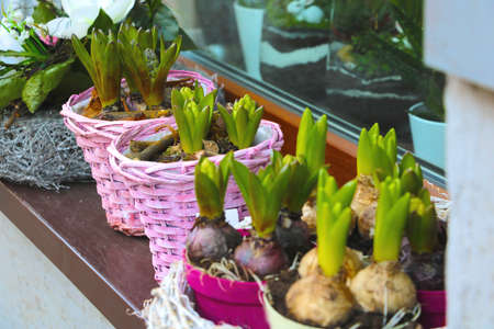 Close-up of flower bulbs in flowerpots on the windowsillの写真素材
