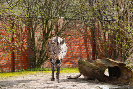 There is a beautiful zebra walking in the animal parkの写真素材