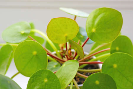 Close-up on a green young Pilea Peperomioidesの写真素材