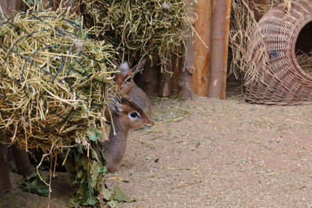 A small antelope is hiding from the hayの写真素材